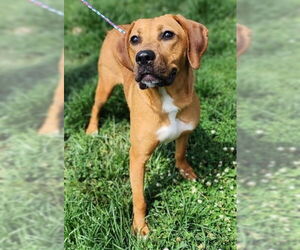 Coonhound-Unknown Mix Dogs for adoption in Evansville, IN, USA