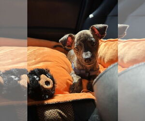 Chihuahua Dogs for adoption in Phoenix, AZ, USA