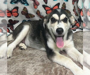 Siberian Husky-Unknown Mix Dogs for adoption in Wetumpka, AL, USA