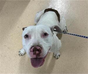 American Pit Bull Terrier Dogs for adoption in Placerville, CA, USA