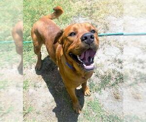 Rhodesian Ridgeback-Rottweiler Mix Dogs for adoption in San Jacinto, CA, USA