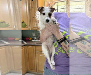 Jack Russell Terrier Dogs for adoption in Benton, LA, USA