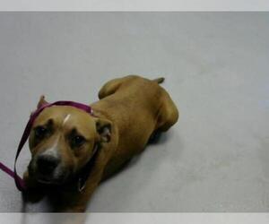 Bullboxer Pit Dogs for adoption in Fayetteville, NC, USA
