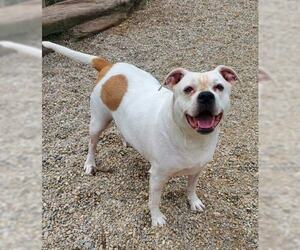 American Pit Bull Terrier Dogs for adoption in Lake City, MI, USA