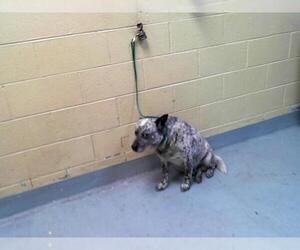 Mutt Dogs for adoption in Tulsa, OK, USA