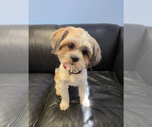 Shih Tzu-Unknown Mix Dogs for adoption in Cliffwood, NJ, USA