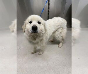 Great Pyrenees Dogs for adoption in Fairbanks, AK, USA