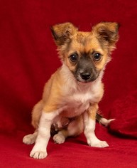 Medium Photo #1 Mutt Puppy For Sale in Davis, CA, USA