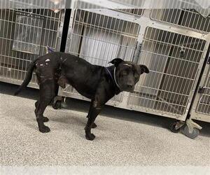 American Pit Bull Terrier-Unknown Mix Dogs for adoption in Houston, TX, USA