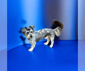 Shih Tzu-Unknown Mix Dogs for adoption in Menifee, CA, USA