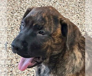 German Shepherd Dog-Unknown Mix Dogs for adoption in Canton, CT, USA