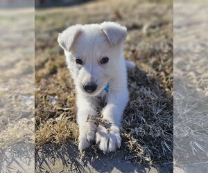 Mutt Dogs for adoption in Leavenworth, KS, USA