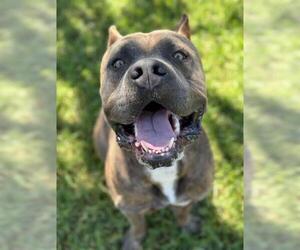 Mutt Dogs for adoption in Riverside, CA, USA