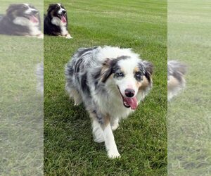 Australian Shepherd Dogs for adoption in Winter Park, CO, USA