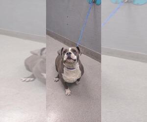 American Pit Bull Terrier-Unknown Mix Dogs for adoption in Las Vegas, NV, USA