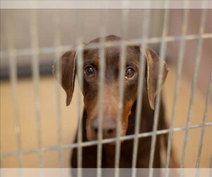 Doberman Pinscher Dogs for adoption in Martinez, CA, USA