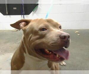 American Pit Bull Terrier Dogs for adoption in St. Cloud, FL, USA
