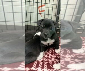 Aussiedor Dogs for adoption in SHERBURNE, NY, USA