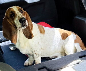 Basset Hound Dogs for adoption in Deepwater, NJ, USA