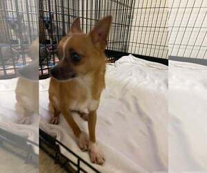 Chihuahua Dogs for adoption in Lewistown, PA, USA