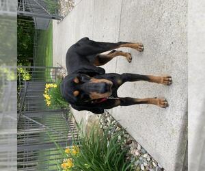 Black and Tan Coonhound Dogs for adoption in Amherst, OH, USA