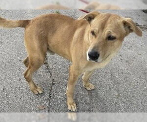 Labrador Retriever Dogs for adoption in Houston, TX, USA