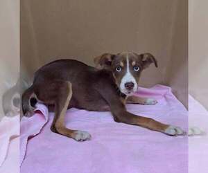 Labrador Retriever-Unknown Mix Dogs for adoption in Clarkesville, GA, USA