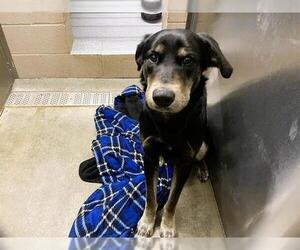 Labrador Retriever-Unknown Mix Dogs for adoption in Orange, CA, USA