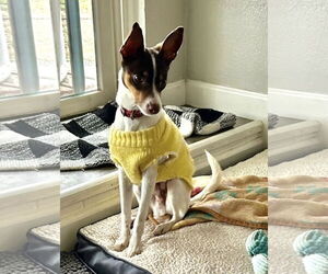 Rat-Cha Dogs for adoption in Euless, TX, USA