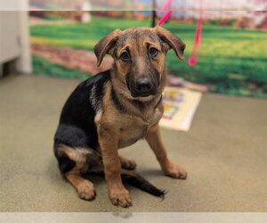 German Shepherd Dog-Unknown Mix Dogs for adoption in Moreno Valley, CA, USA