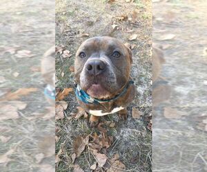 American Staffordshire Terrier Dogs for adoption in Holly Springs, NC, USA