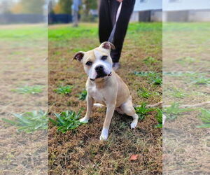 Mutt Dogs for adoption in Shelburne, VT, USA