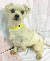 Maltese Dogs for adoption in Clarkesville, GA, USA
