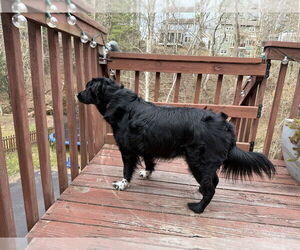 Mutt Dogs for adoption in Candler, NC, USA