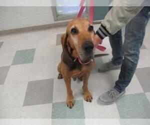 Bloodhound Dogs for adoption in Oklahoma City, OK, USA