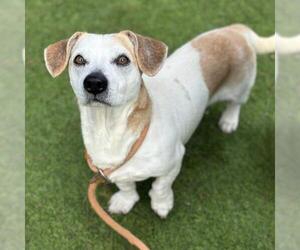 Chihuahua-Parson Russell Terrier Mix Dogs for adoption in Camarillo, CA, USA