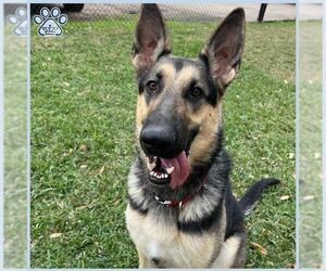 German Shepherd Dog Dogs for adoption in Sugar Land, TX, USA