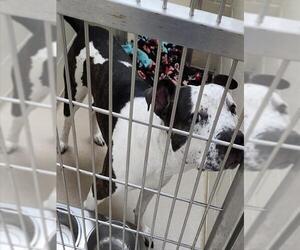 American Pit Bull Terrier Dogs for adoption in Decatur, IL, USA