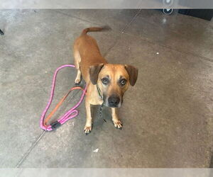 Black Mouth Cur-Unknown Mix Dogs for adoption in Tavares, FL, USA