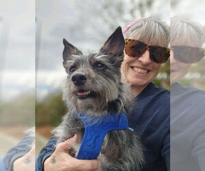 Mutt Dogs for adoption in Thomasville, NC, USA