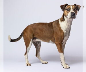 Mutt Dogs for adoption in Cary, NC, USA