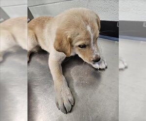 Labrador Retriever Dogs for adoption in Corpus Christi, TX, USA