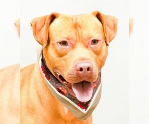 Mutt Dogs for adoption in Sanford, FL, USA