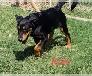 Labrottie Dogs for adoption in Gilbert, AZ, USA