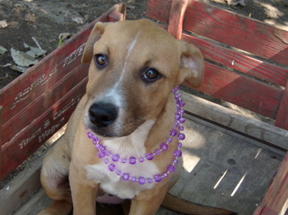 Border Collie Dogs for adoption in Yakima, WA, USA