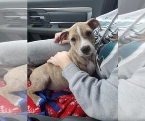 Mutt Dogs for adoption in Mount Laurel, NJ, USA