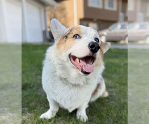 Pembroke Welsh Corgi-Unknown Mix Dogs for adoption in Omaha, NE, USA