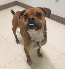 Puggle Dogs for adoption in Williston, VT, USA