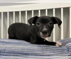 Plott Hound-Unknown Mix Dogs for adoption in Plano, TX, USA