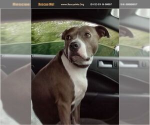 American Pit Bull Terrier Dogs for adoption in Benton, PA, USA